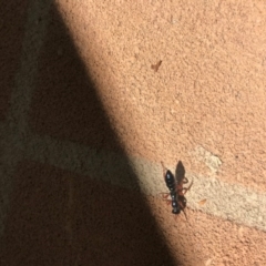 Diamma bicolor (Blue ant, Bluebottle ant) at Giralang, ACT - 16 Nov 2017 by YellowButton