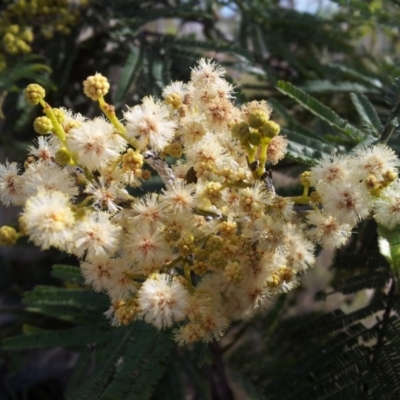 Acacia mearnsii (Black Wattle) at Little Taylor Grasslands - 15 Nov 2017 by RosemaryRoth