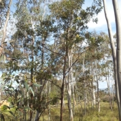 Acacia mearnsii at Kambah, ACT - 15 Nov 2017