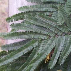 Acacia mearnsii at Kambah, ACT - 15 Nov 2017