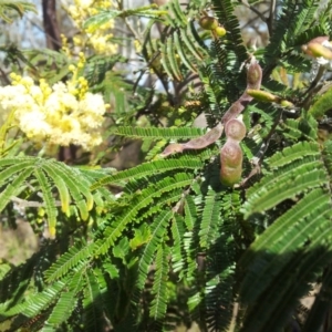 Acacia mearnsii at Kambah, ACT - 15 Nov 2017