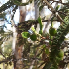 Acacia mearnsii at Kambah, ACT - 15 Nov 2017