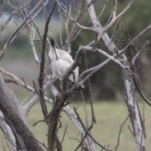 Threskiornis molucca at Kingston, ACT - 16 Nov 2017