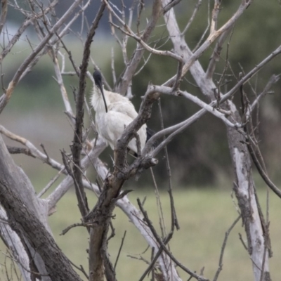 Threskiornis molucca (Australian White Ibis) at Jerrabomberra Wetlands - 15 Nov 2017 by Alison Milton