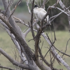 Threskiornis molucca at Kingston, ACT - 16 Nov 2017 09:27 AM