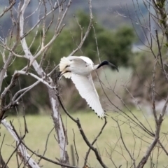 Threskiornis molucca at Kingston, ACT - 16 Nov 2017 09:27 AM