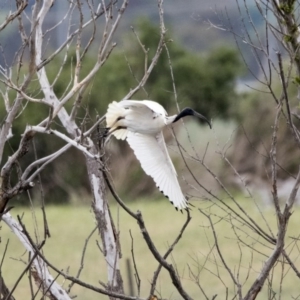 Threskiornis molucca at Kingston, ACT - 16 Nov 2017