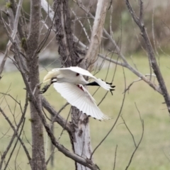 Threskiornis molucca at Kingston, ACT - 16 Nov 2017