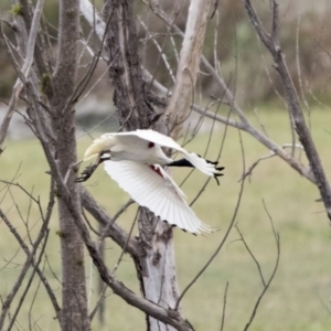 Threskiornis molucca at Kingston, ACT - 16 Nov 2017 09:27 AM