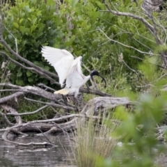 Threskiornis molucca at Kingston, ACT - 16 Nov 2017