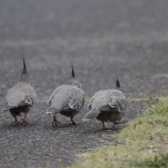 Ocyphaps lophotes (Crested Pigeon) at Kingston, ACT - 16 Nov 2017 by AlisonMilton