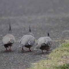 Ocyphaps lophotes (Crested Pigeon) at Kingston, ACT - 16 Nov 2017 by Alison Milton