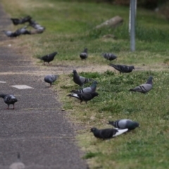 Columba livia (Rock Dove (Feral Pigeon)) at Kingston, ACT - 16 Nov 2017 by Alison Milton