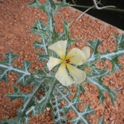 Argemone ochroleuca subsp. ochroleuca (Mexican Poppy, Prickly Poppy) at Lake Burley Griffin Central/East - 15 Nov 2017 by AlisonMilton