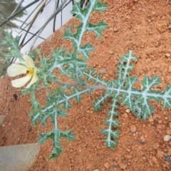 Argemone ochroleuca subsp. ochroleuca at Kingston, ACT - 16 Nov 2017