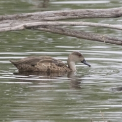 Anas gracilis (Grey Teal) at Fyshwick, ACT - 15 Nov 2017 by AlisonMilton