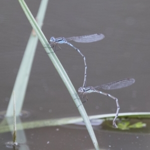 Austrolestes leda at Michelago, NSW - 11 Nov 2017 12:10 PM