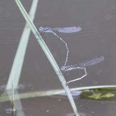 Austrolestes leda at Michelago, NSW - 11 Nov 2017 12:10 PM