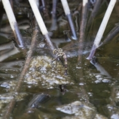 Adversaeschna brevistyla (Blue-spotted Hawker) at Michelago, NSW - 15 Nov 2017 by Illilanga