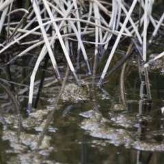 Adversaeschna brevistyla at Michelago, NSW - 15 Nov 2017