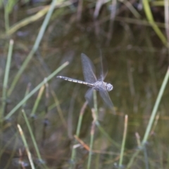 Hemicordulia tau (Tau Emerald) at Illilanga & Baroona - 15 Nov 2017 by Illilanga