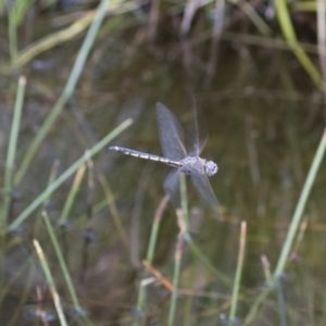 Hemicordulia tau at Michelago, NSW - 15 Nov 2017 04:10 PM