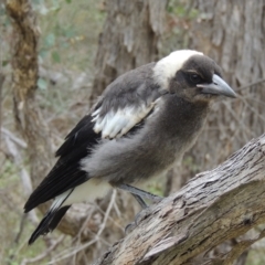 Gymnorhina tibicen (Australian Magpie) at Tuggeranong Hill - 12 Nov 2017 by michaelb