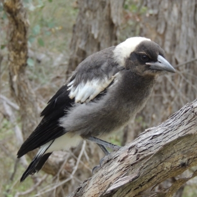 Gymnorhina tibicen (Australian Magpie) at Tuggeranong Hill - 12 Nov 2017 by michaelb