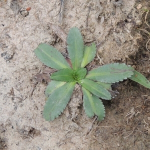 Solenogyne dominii at Conder, ACT - 12 Nov 2017 06:33 PM