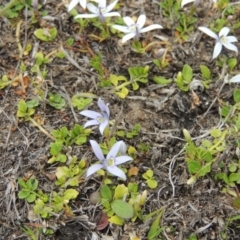 Isotoma fluviatilis subsp. australis (Swamp Isotome) at Conder, ACT - 12 Nov 2017 by michaelb