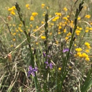 Caesia calliantha at Saint Marks Grassland - Barton ACT - 17 Nov 2017