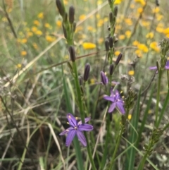 Caesia calliantha at Saint Marks Grassland - Barton ACT - 17 Nov 2017 01:10 PM