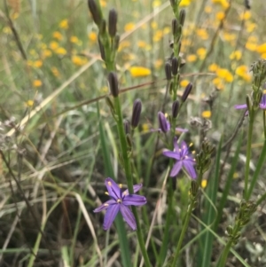 Caesia calliantha at Saint Marks Grassland - Barton ACT - 17 Nov 2017 01:10 PM