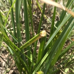 Caesia calliantha at Saint Marks Grassland - Barton ACT - 17 Nov 2017 01:10 PM