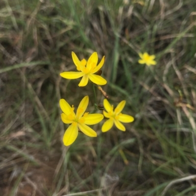 Tricoryne elatior (Yellow Rush Lily) at Saint Marks Grassland - Barton ACT - 17 Nov 2017 by AaronClausen