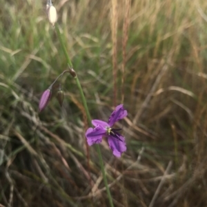 Arthropodium fimbriatum at Saint Marks Grassland - Barton ACT - 17 Nov 2017 01:12 PM