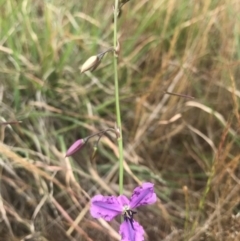 Arthropodium fimbriatum at Saint Marks Grassland - Barton ACT - 17 Nov 2017 01:12 PM