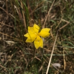 Goodenia pinnatifida (Scrambled Eggs) at Barton, ACT - 17 Nov 2017 by AaronClausen