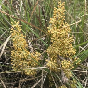 Lomandra multiflora at Saint Marks Grassland - Barton ACT - 17 Nov 2017