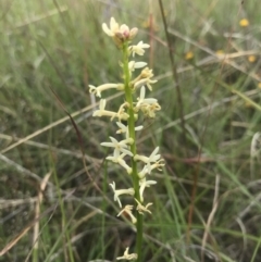 Stackhousia monogyna (Creamy Candles) at Saint Marks Grassland - Barton ACT - 17 Nov 2017 by AaronClausen