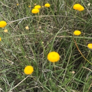 Leptorhynchos squamatus at Saint Marks Grassland - Barton ACT - 17 Nov 2017