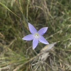 Wahlenbergia sp. (Bluebell) at Barton, ACT - 17 Nov 2017 by AaronClausen