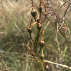 Bulbine bulbosa (Golden Lily, Bulbine Lily) at Saint Marks Grassland - Barton ACT - 17 Nov 2017 by AaronClausen