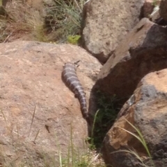 Tiliqua scincoides scincoides (Eastern Blue-tongue) at Haig Park - 17 Nov 2017 by PeterR