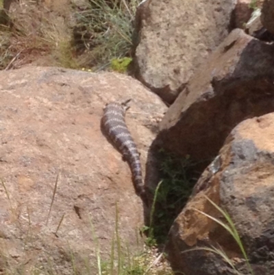 Tiliqua scincoides scincoides (Eastern Blue-tongue) at Haig Park - 17 Nov 2017 by PeterR