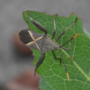 Mictis profana at Greenway, ACT - 17 Nov 2017 12:24 PM