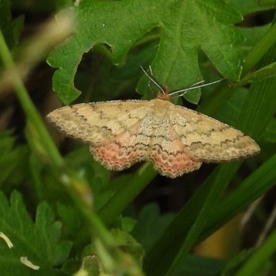 Scopula rubraria (Reddish Wave, Plantain Moth) at Lake Tuggeranong - 17 Nov 2017 by JohnBundock