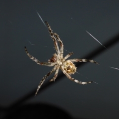 Hortophora sp. (genus) (Garden orb weaver) at Reid, ACT - 13 Nov 2017 by JanetRussell