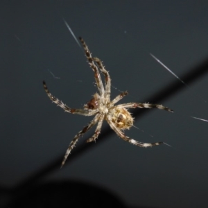 Hortophora sp. (genus) at Reid, ACT - 14 Nov 2017