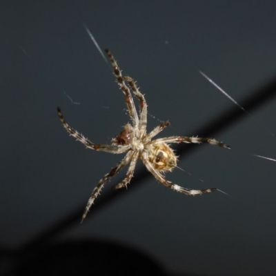 Hortophora sp. (genus) (Garden orb weaver) at Reid, ACT - 14 Nov 2017 by JanetRussell